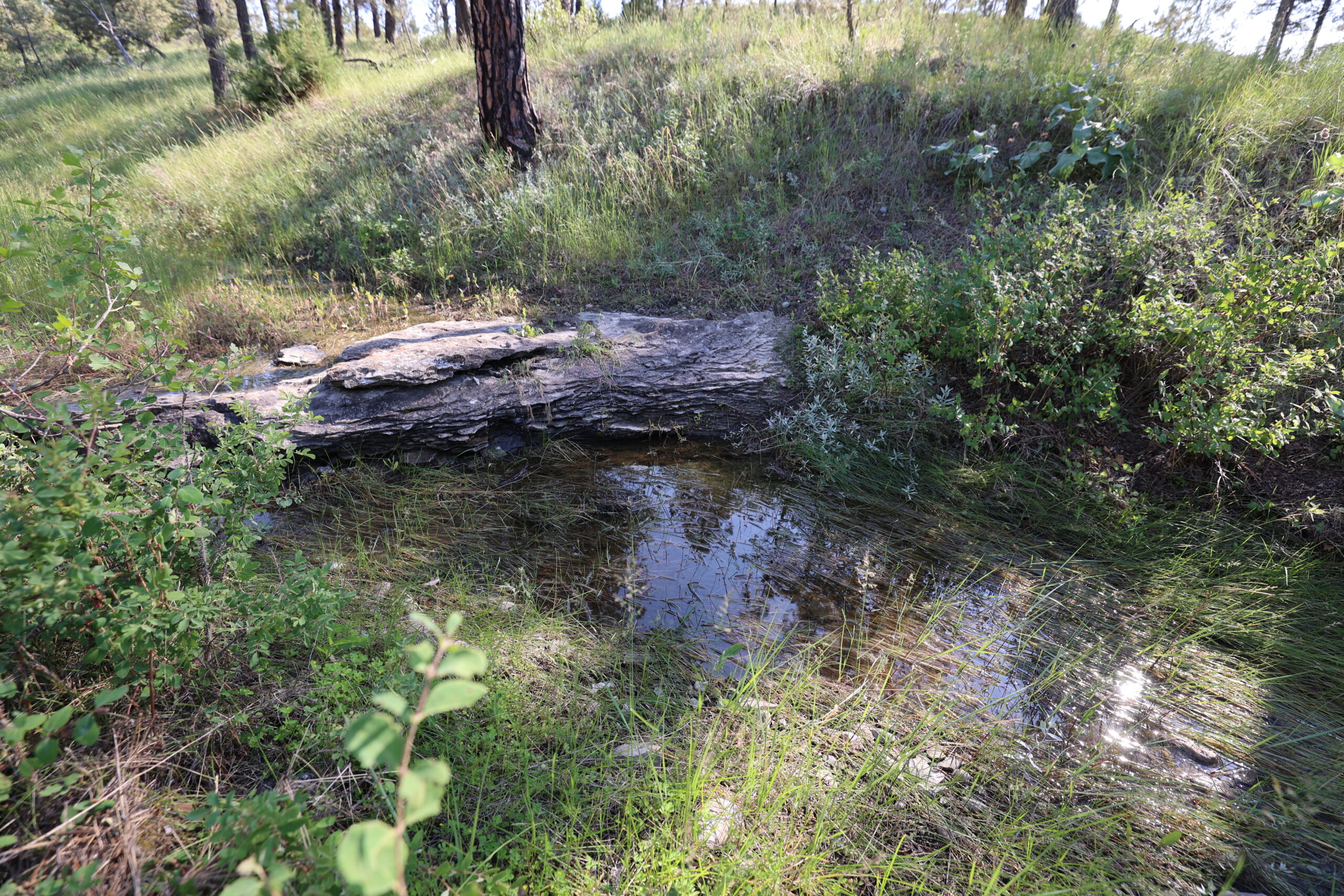Pine Ridge Sanctuary-Premier Montana Hunting Land near Billings
