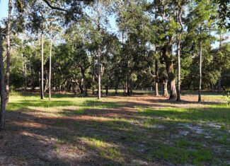 North Florida Recreational and Hunting Acreage