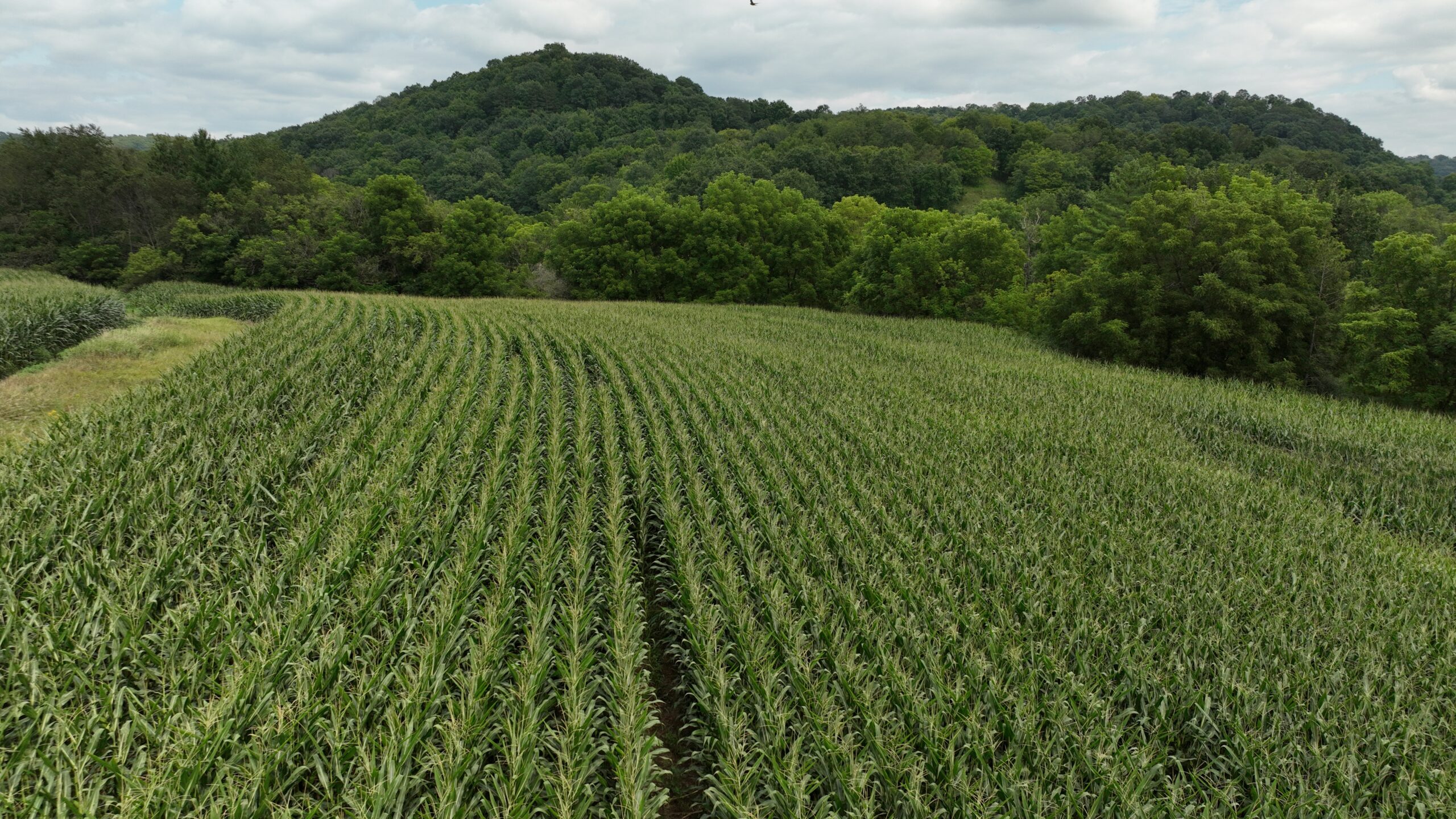 Land with Trout Stream for Sale in Richland County, Wisconsin