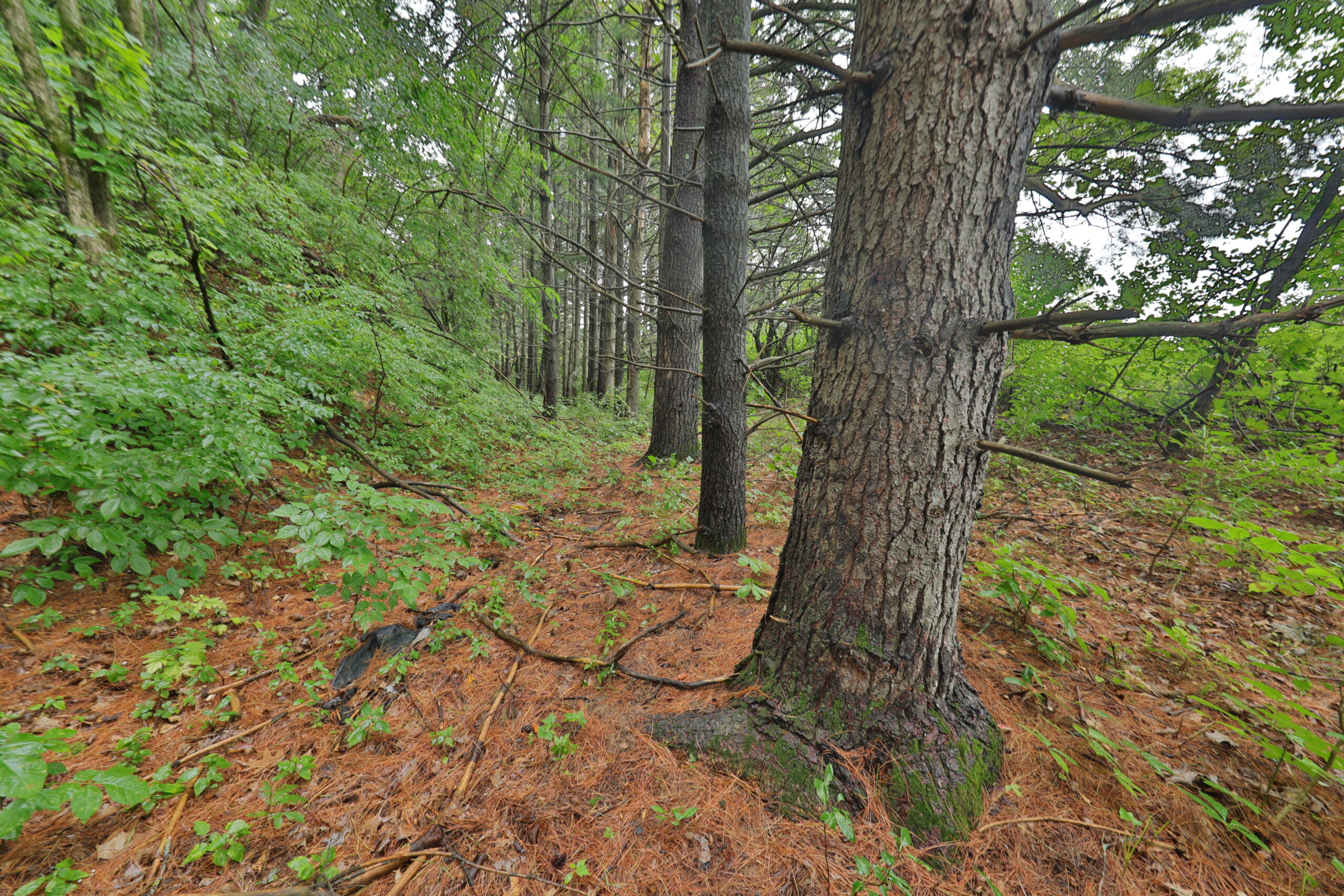 Land with Trout Stream for Sale in Richland County, Wisconsin