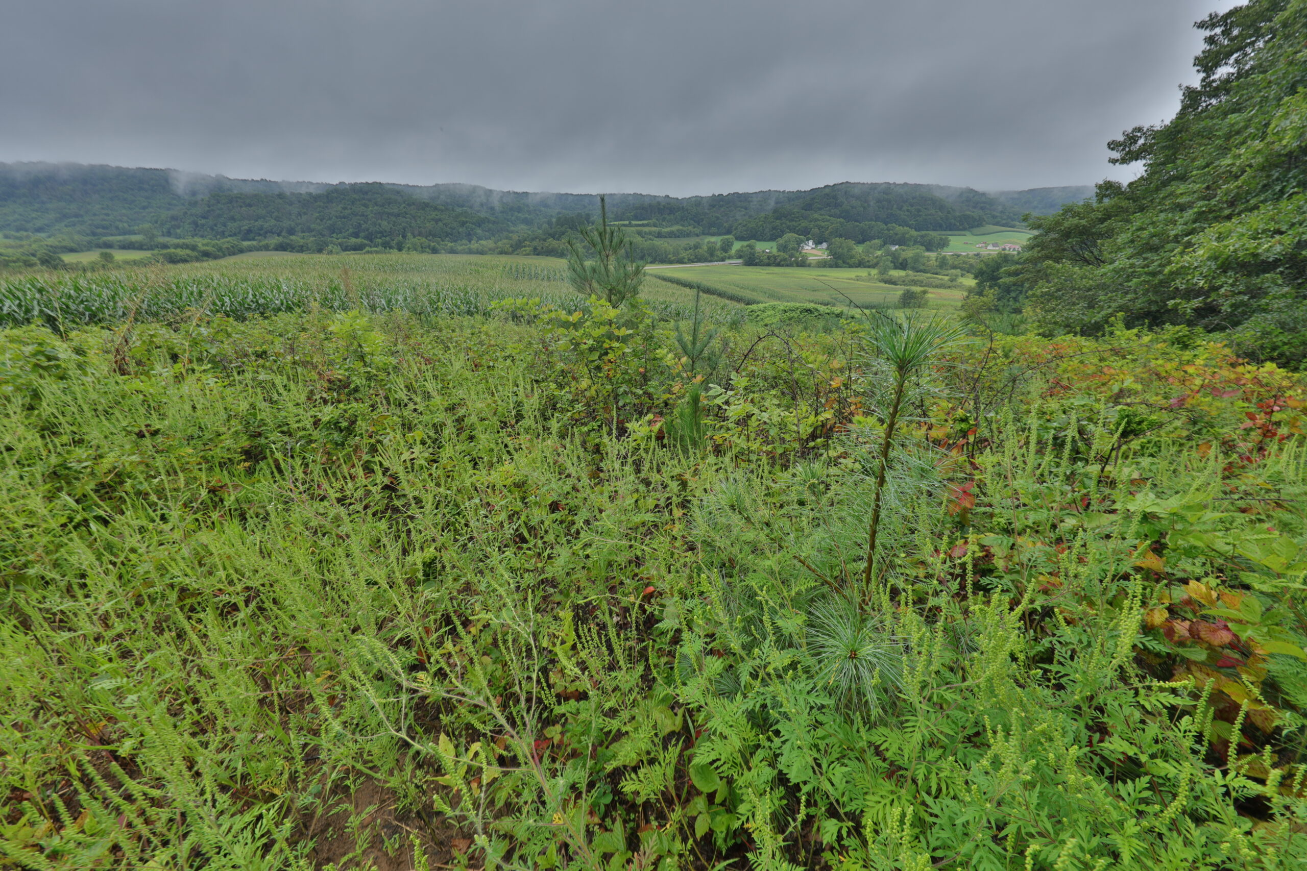 Land with Trout Stream for Sale in Richland County, Wisconsin