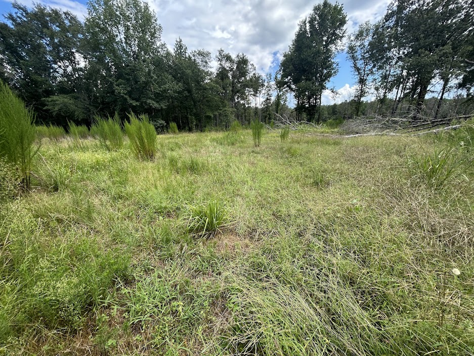 42 Acres in Autauga County – Secluded, Fenced, and Hunting Ready