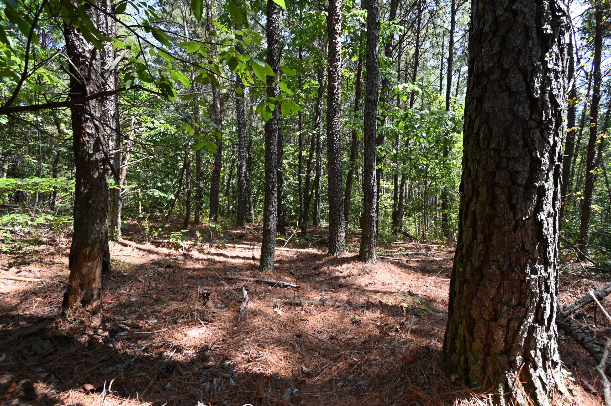 231.15 Acre Timber Land for Sale in Clifton, Tennessee