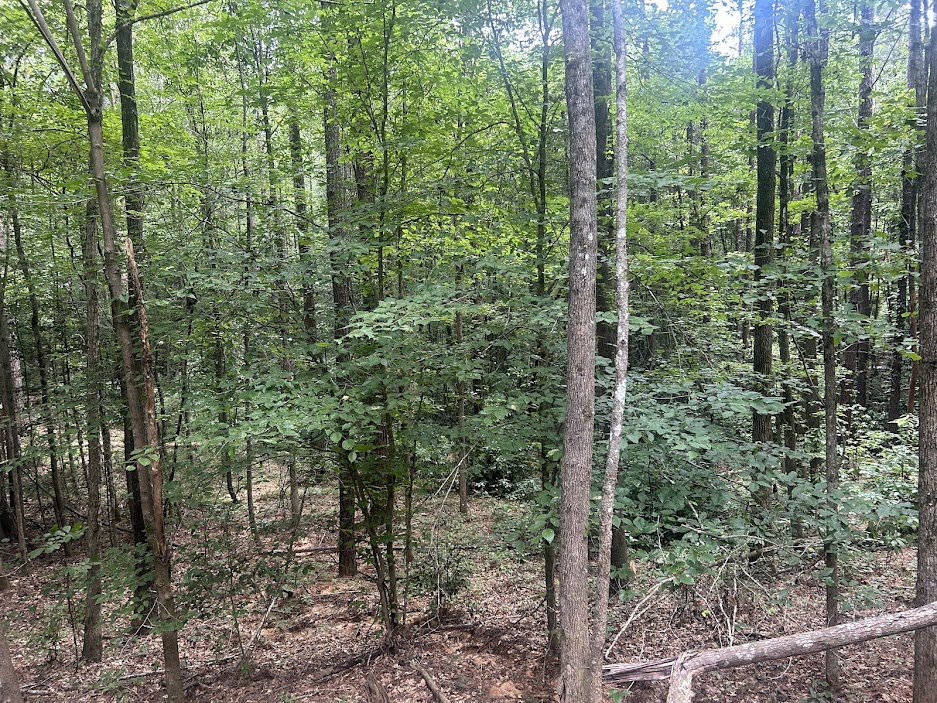 42 Acres in Autauga County – Secluded, Fenced, and Hunting Ready
