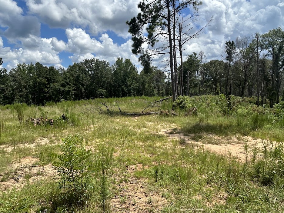 42 Acres in Autauga County – Secluded, Fenced, and Hunting Ready