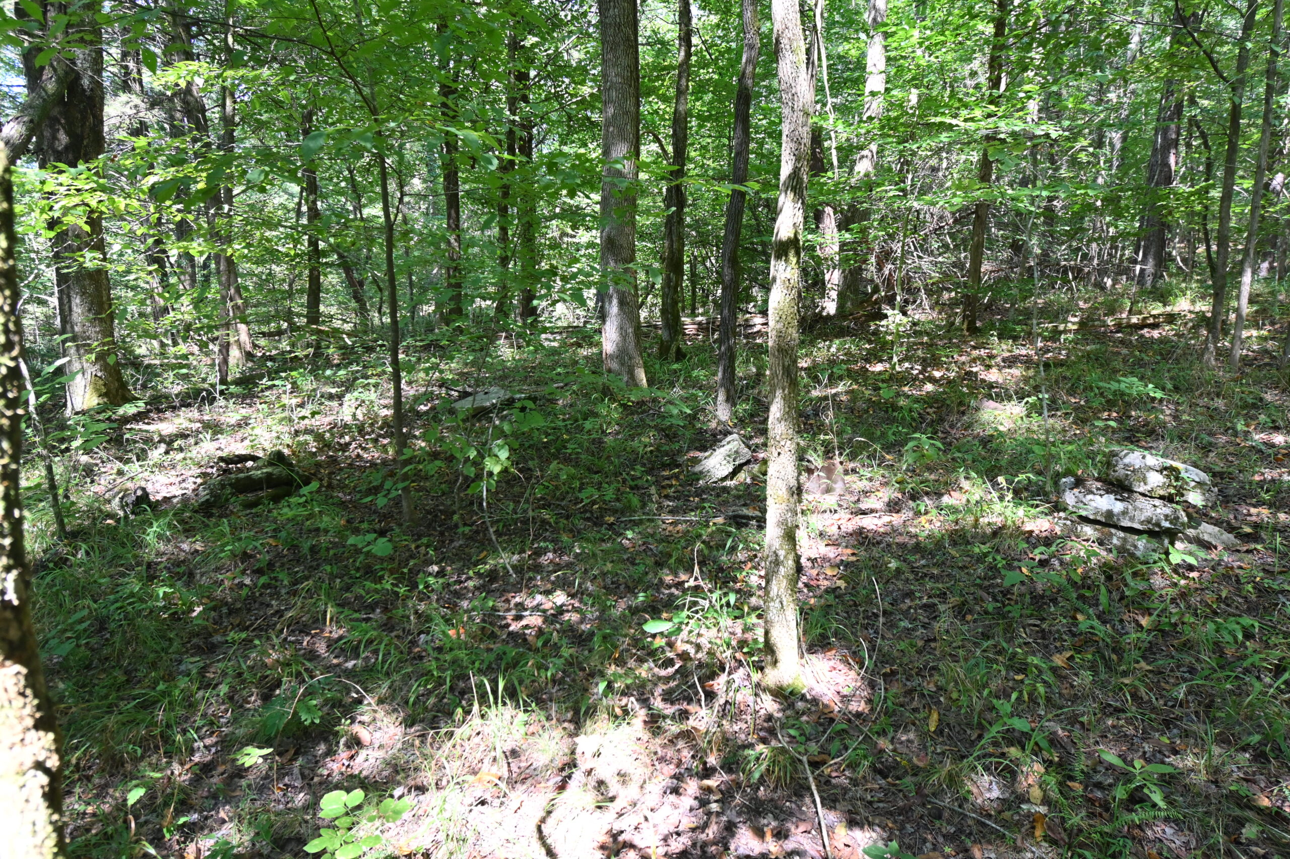 231.15 Acre Timber Land for Sale in Clifton, Tennessee