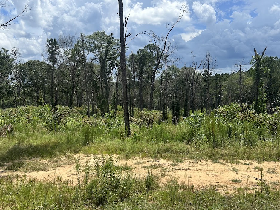 42 Acres in Autauga County – Secluded, Fenced, and Hunting Ready