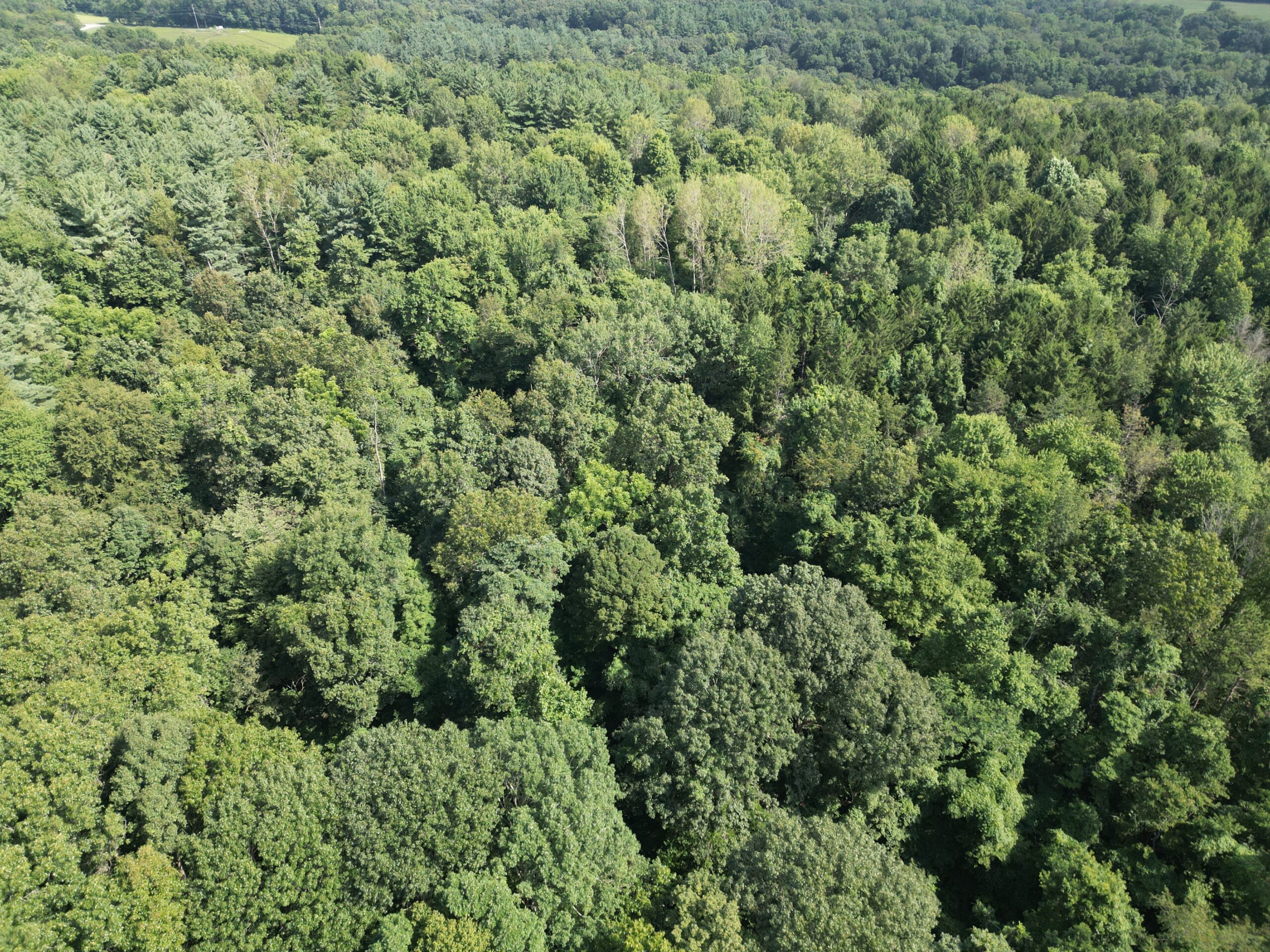 Secluded Central Ohio Hunting and Timber Land