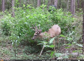 38 acres in Mississippi Near Louisiana State Line