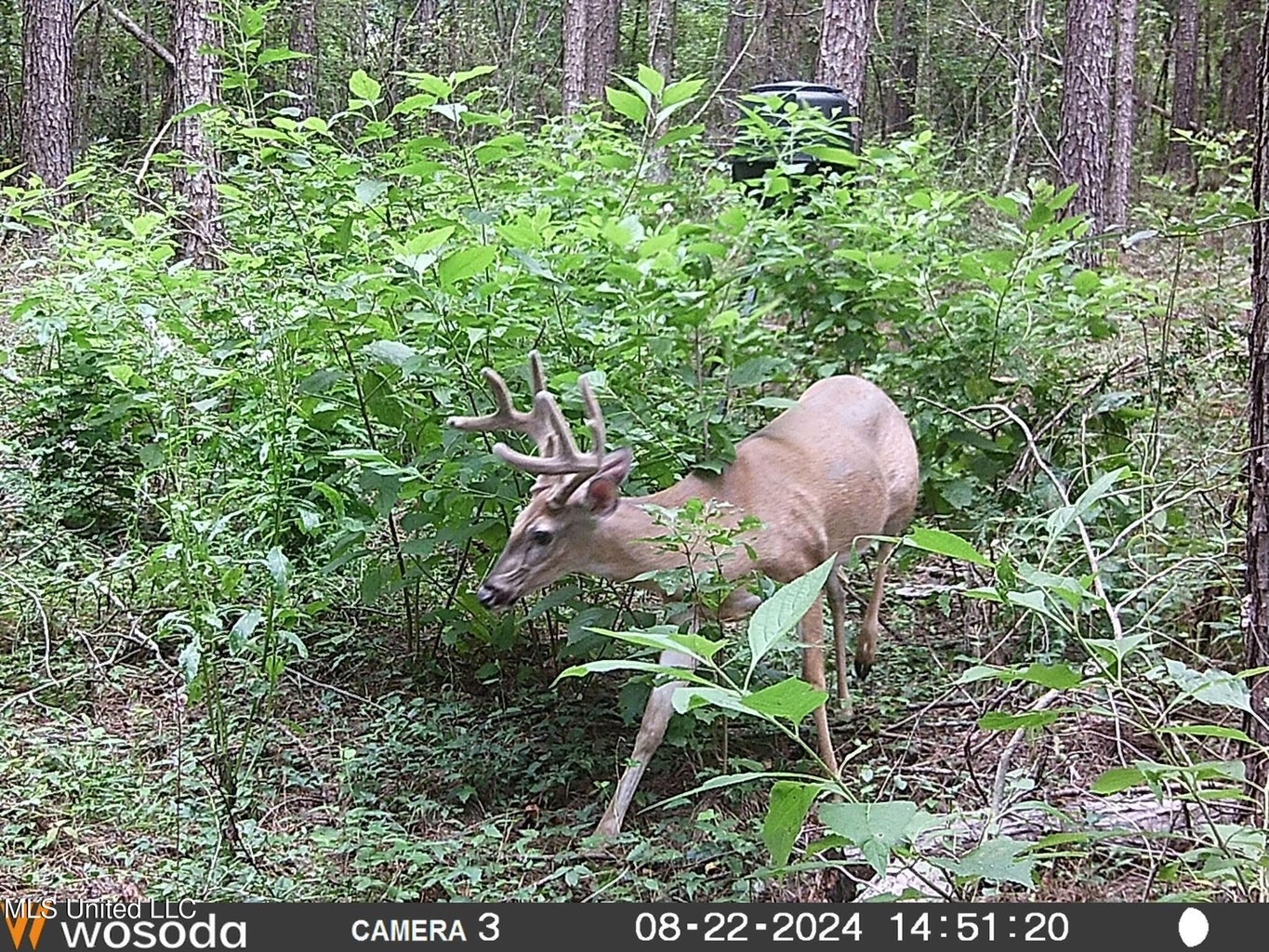 38 acres in Mississippi Near Louisiana State Line