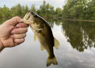 LAND FOR SALE IN TN WITH 2 LARGE PONDS NEAR PICKWICK LAKE