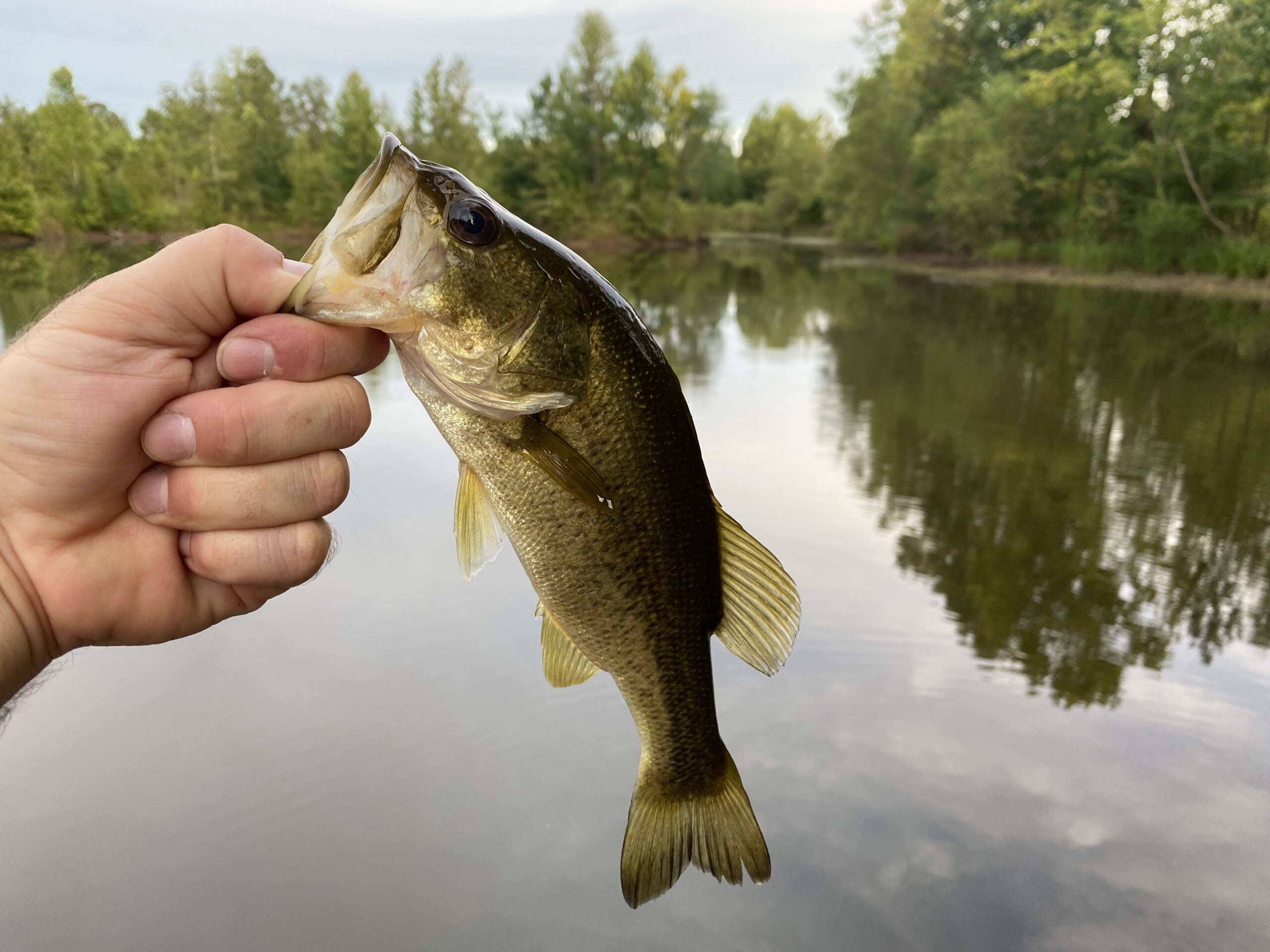 LAND FOR SALE IN TN WITH 2 LARGE PONDS NEAR PICKWICK LAKE