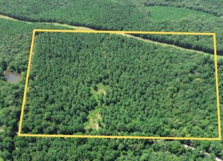 Lincoln Parish Timberland for Sale