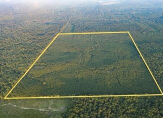 Claiborne Parish Timberland for Sale