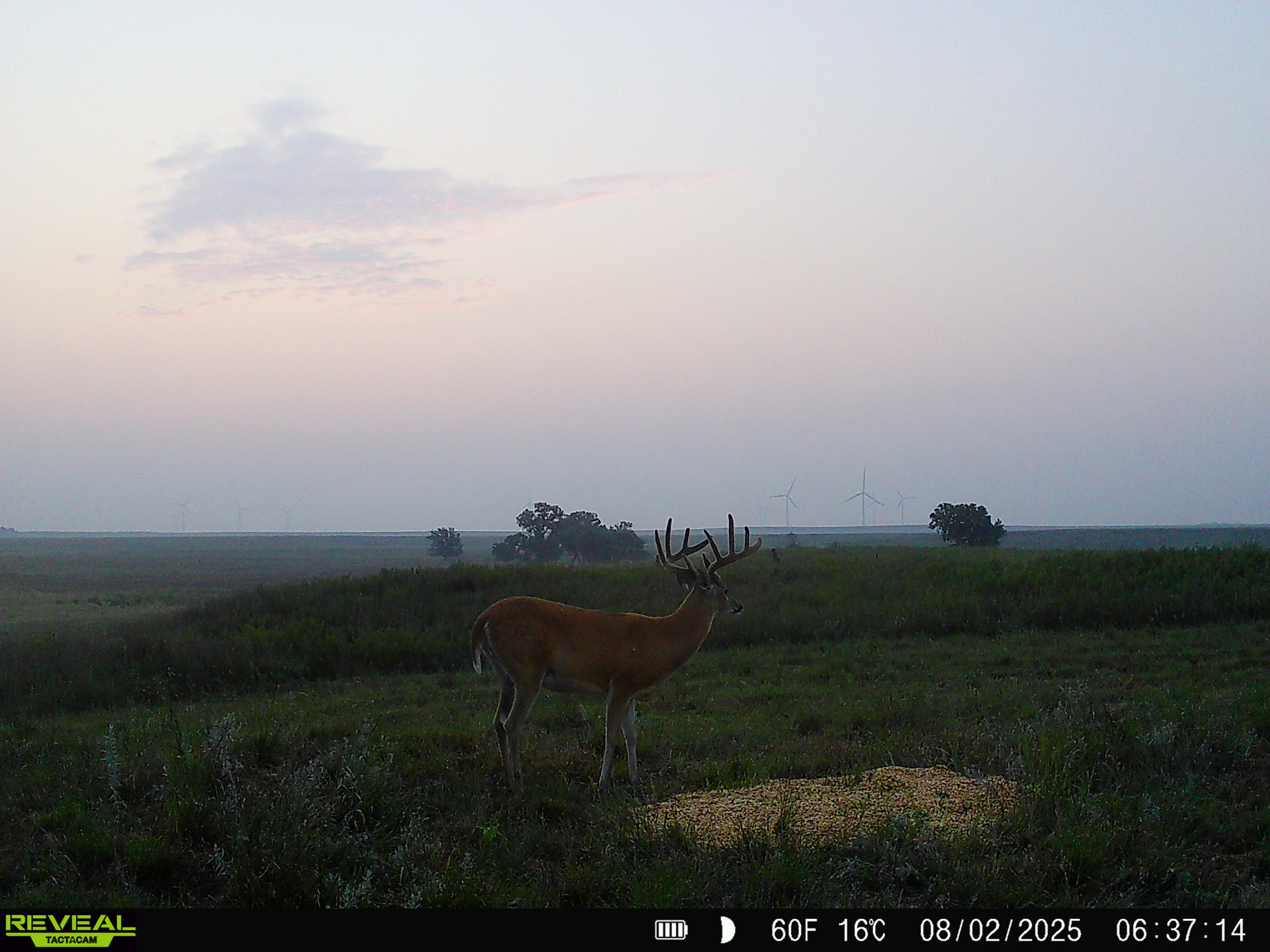164 Acres – Premier Whitetail Hunting Property | Pratt County, KS