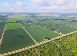 500 +/- Acres Precision Leveled and Irrigated Farmland
