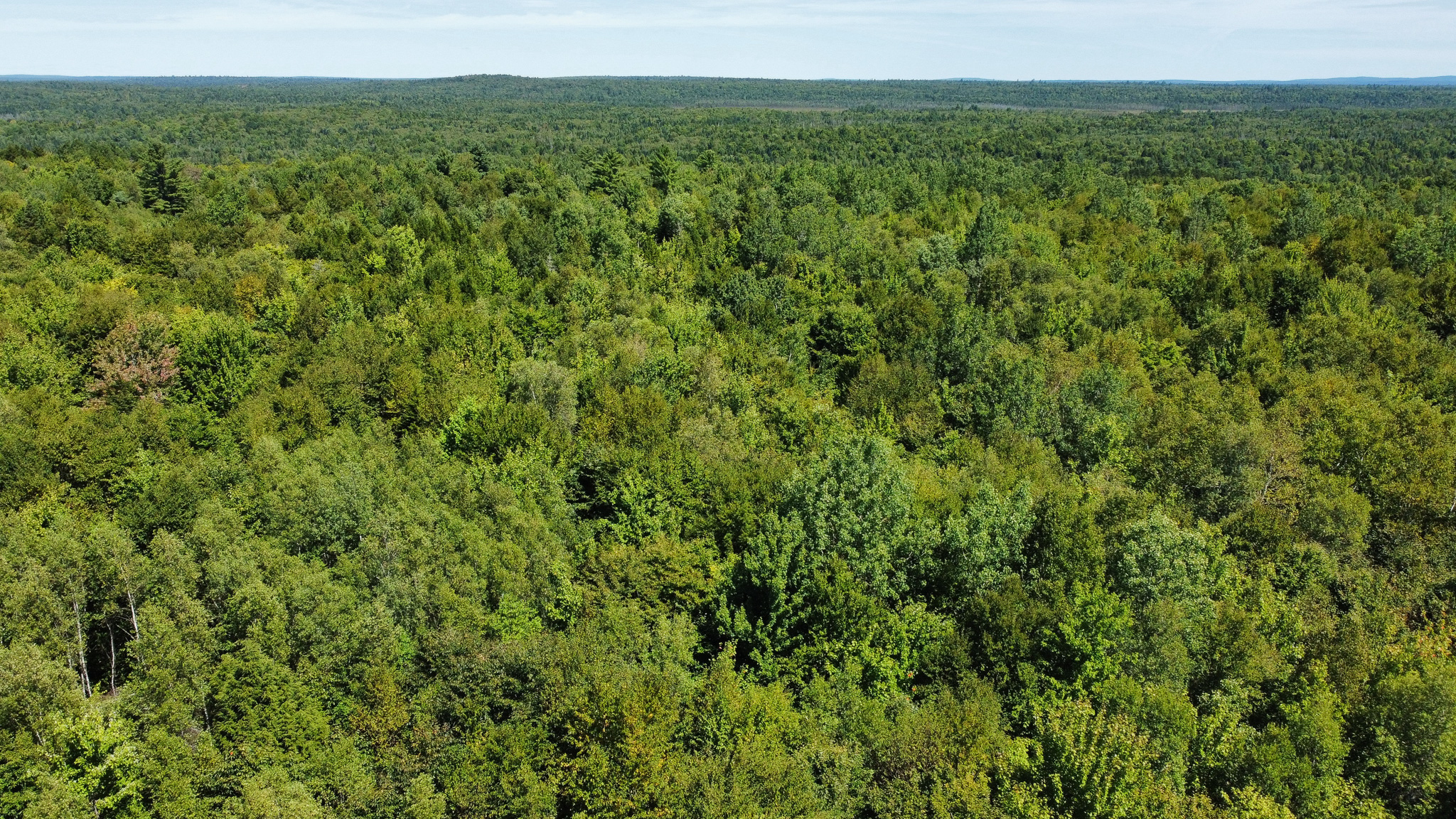 Private 25-Acre Woodlot with Trails & Recreation Access