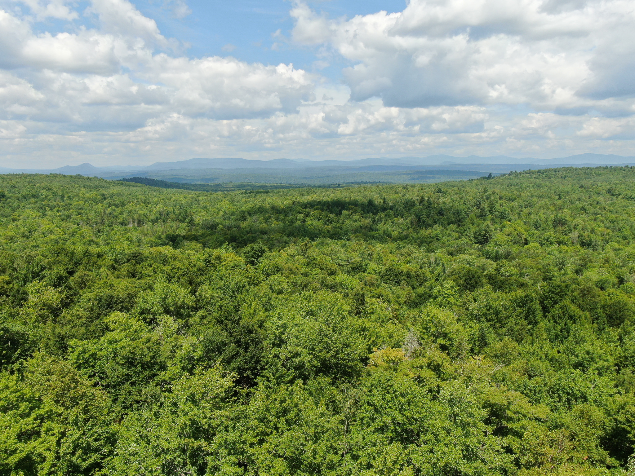 145 Acres of Timberland, Trails, Road Frontage & Creek