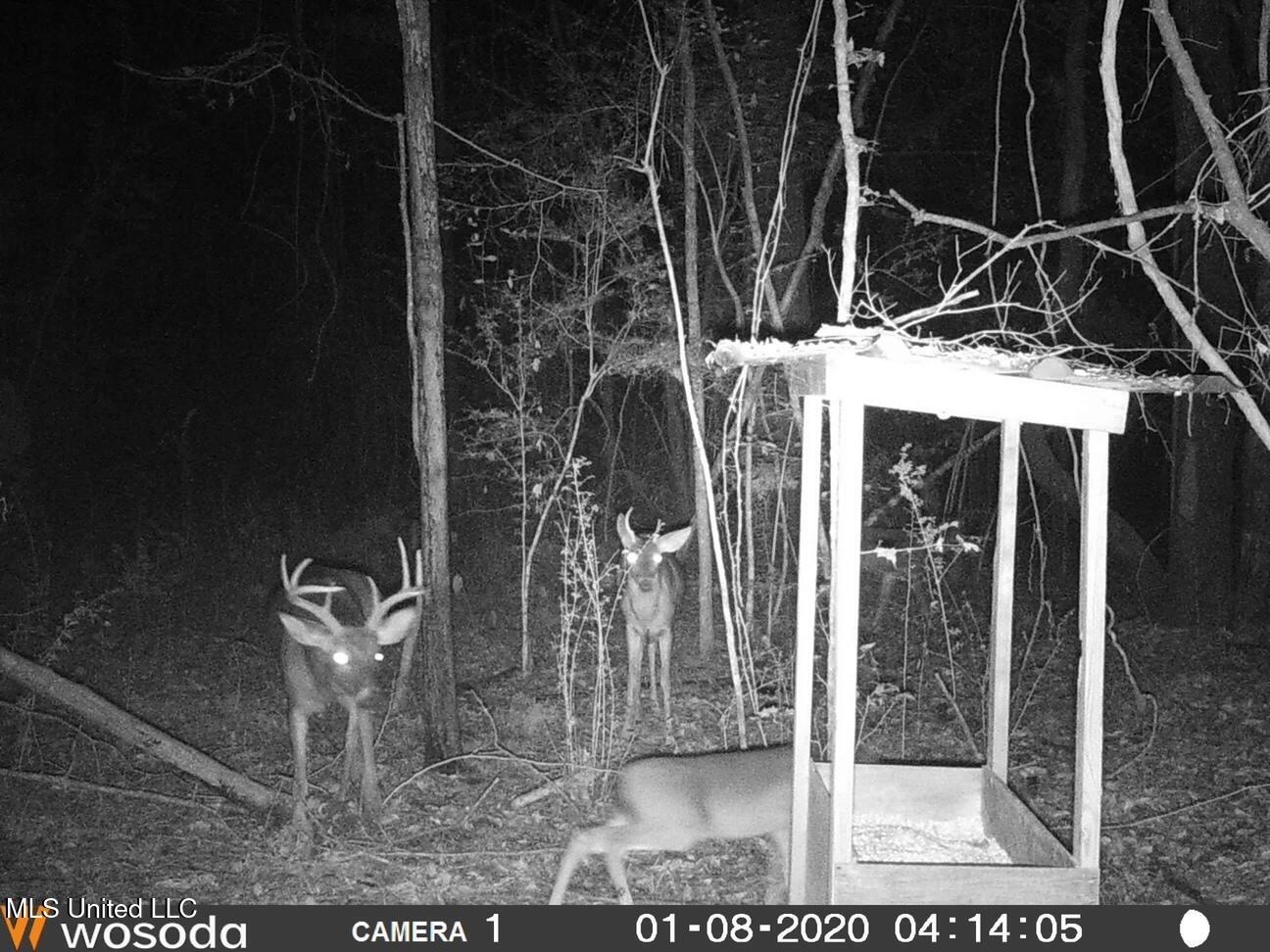 38 acres in Mississippi Near Louisiana State Line