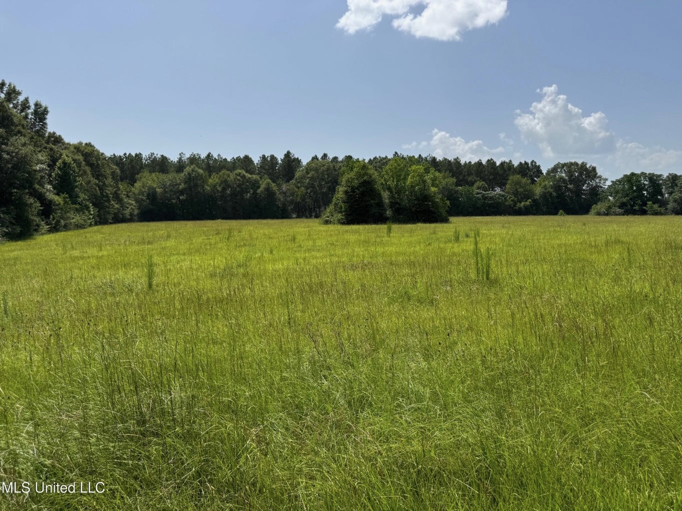 Mississippi Land for Sale Near Osyka MS & LA State Line