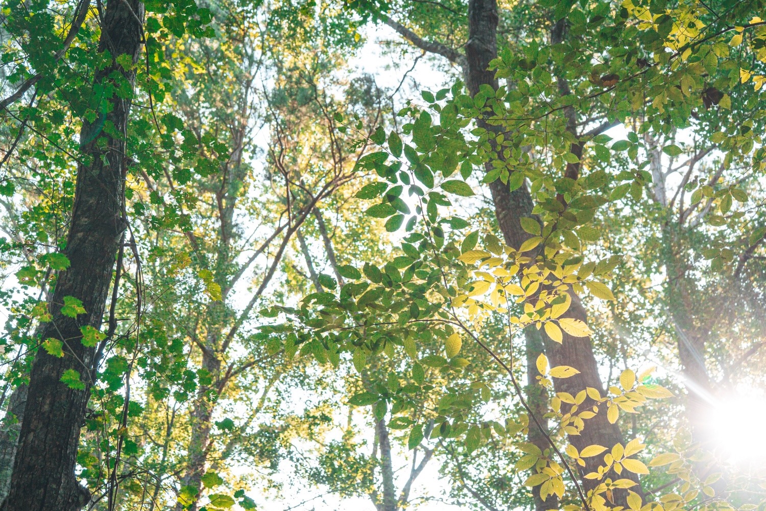 Affordable Multi-Use Recreational Tract