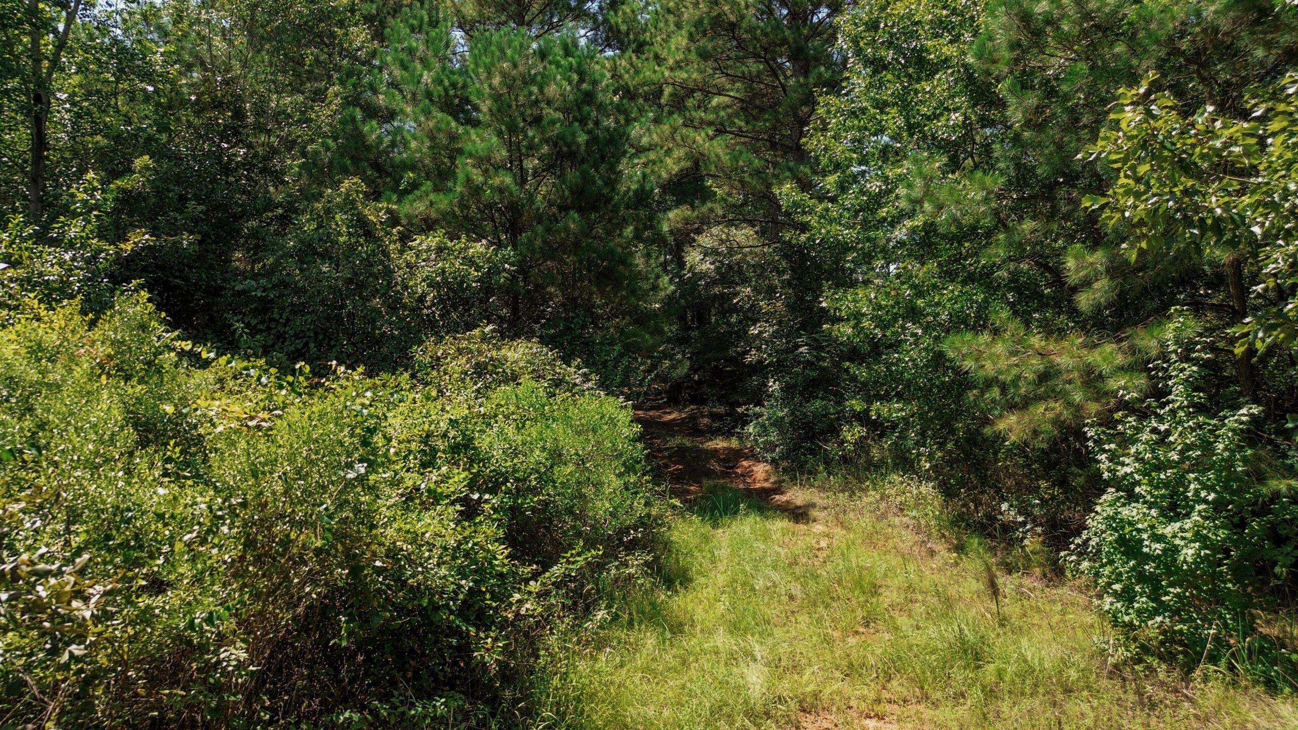 Lincoln Parish Timberland for Sale