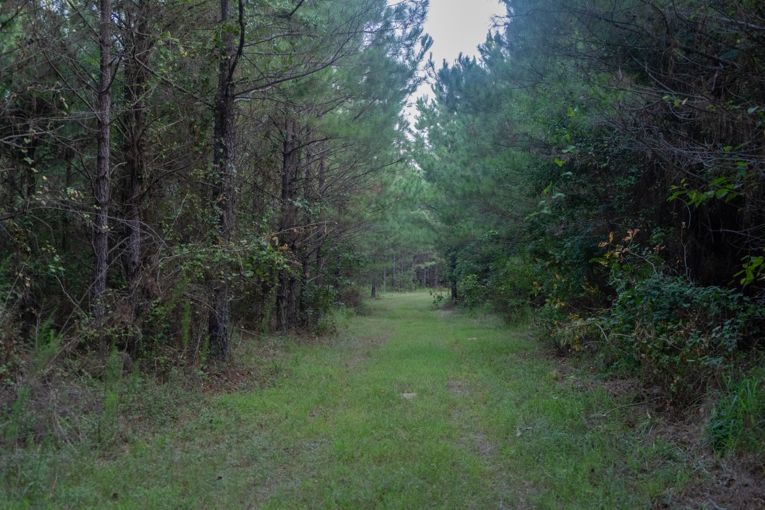 Claiborne Parish Timberland for Sale