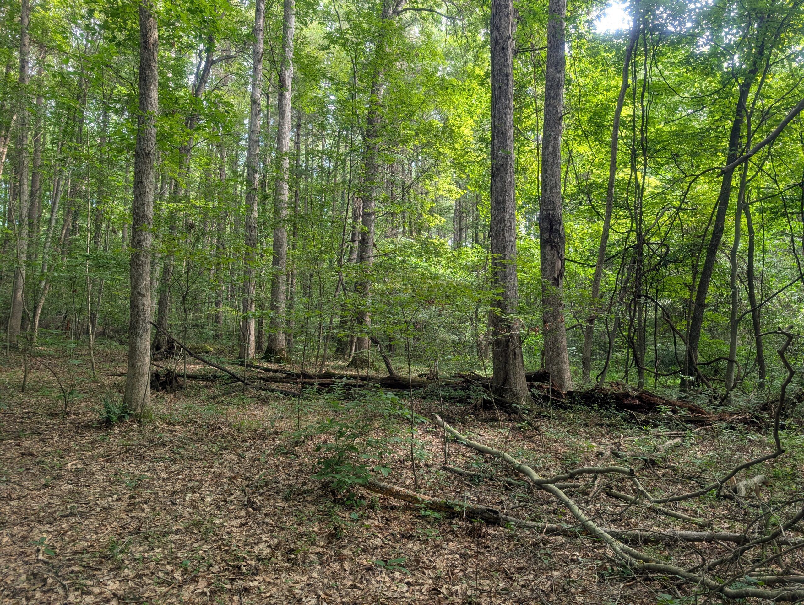 Secluded Central Ohio Hunting and Timber Land