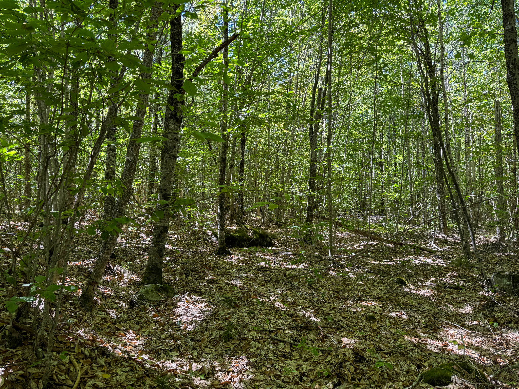 Private 25-Acre Woodlot with Trails & Recreation Access