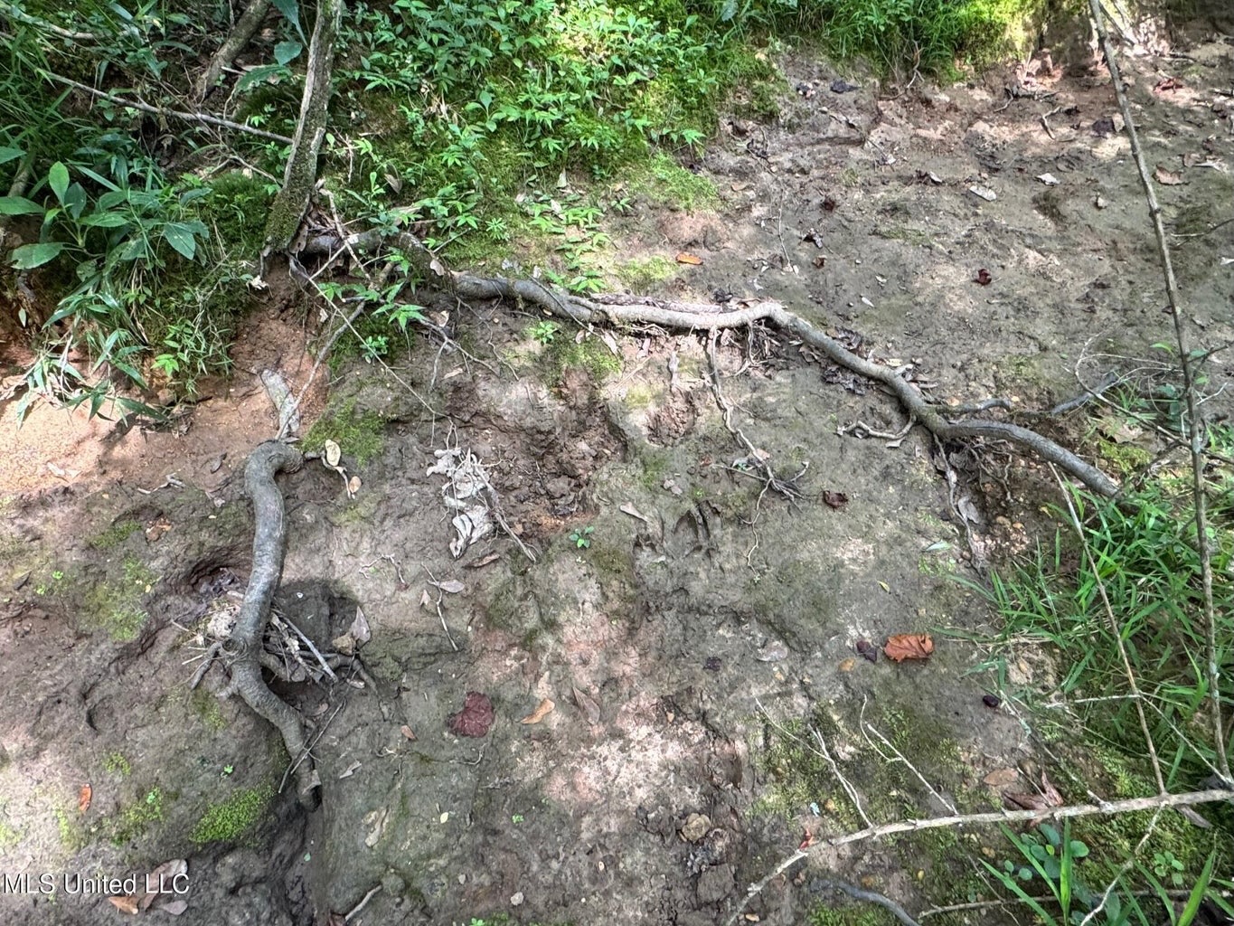 38 acres in Mississippi Near Louisiana State Line