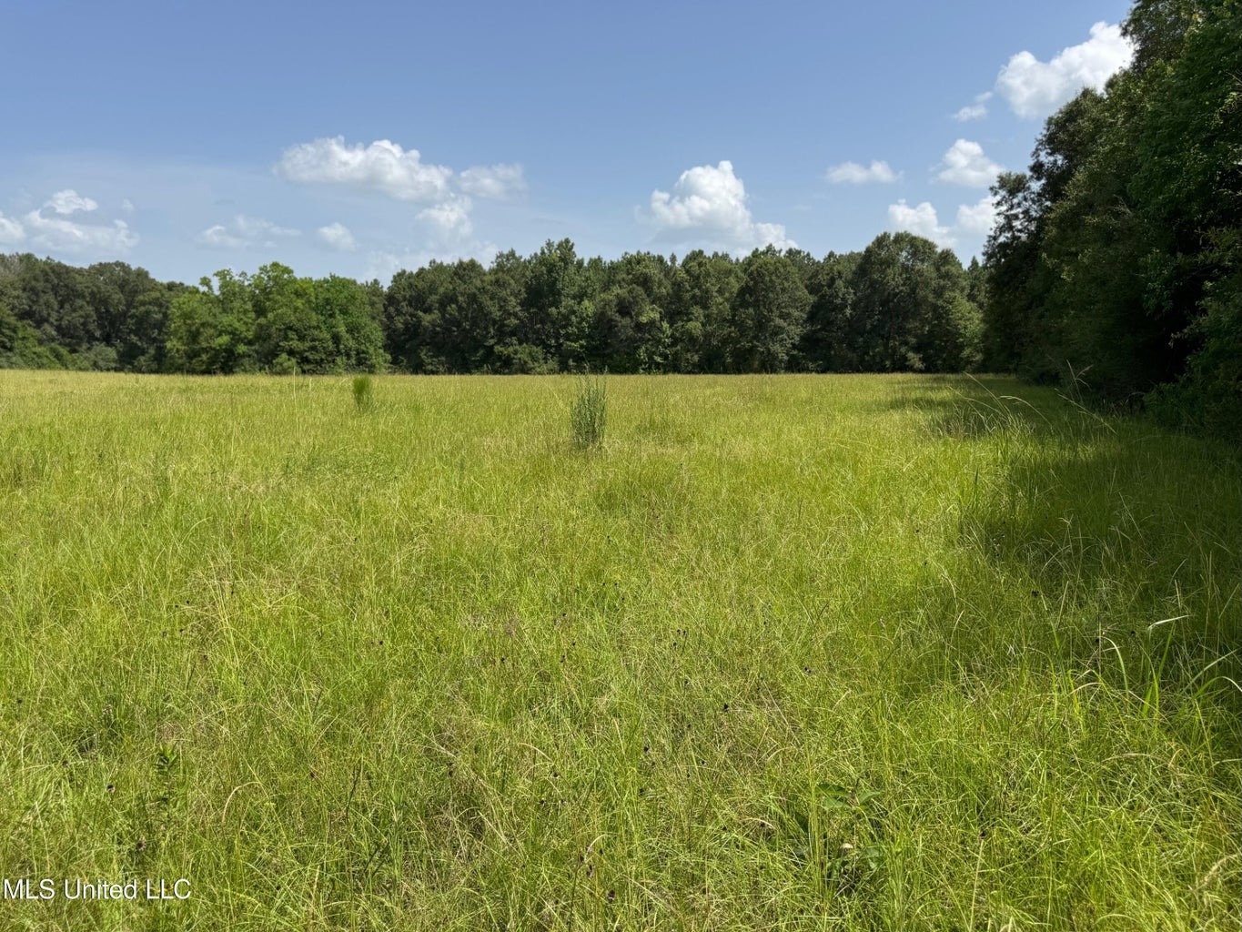 Mississippi Land for Sale Near Osyka MS & LA State Line