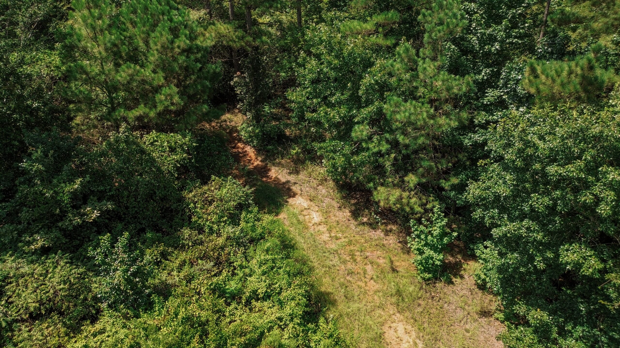 Lincoln Parish Timberland for Sale