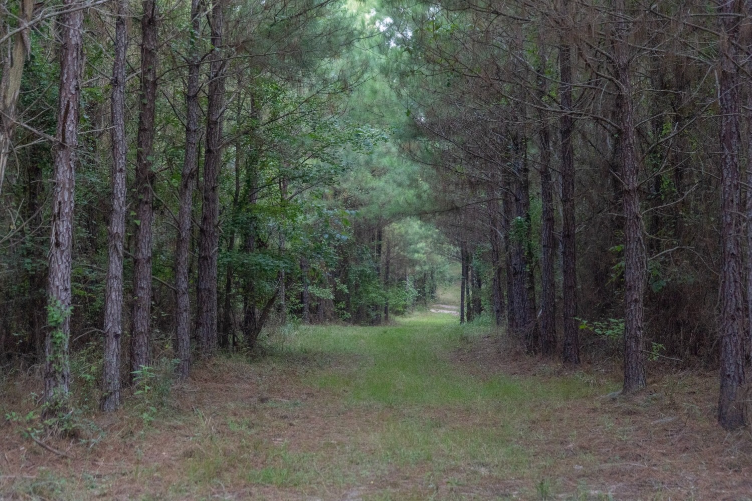 Claiborne Parish Timberland for Sale