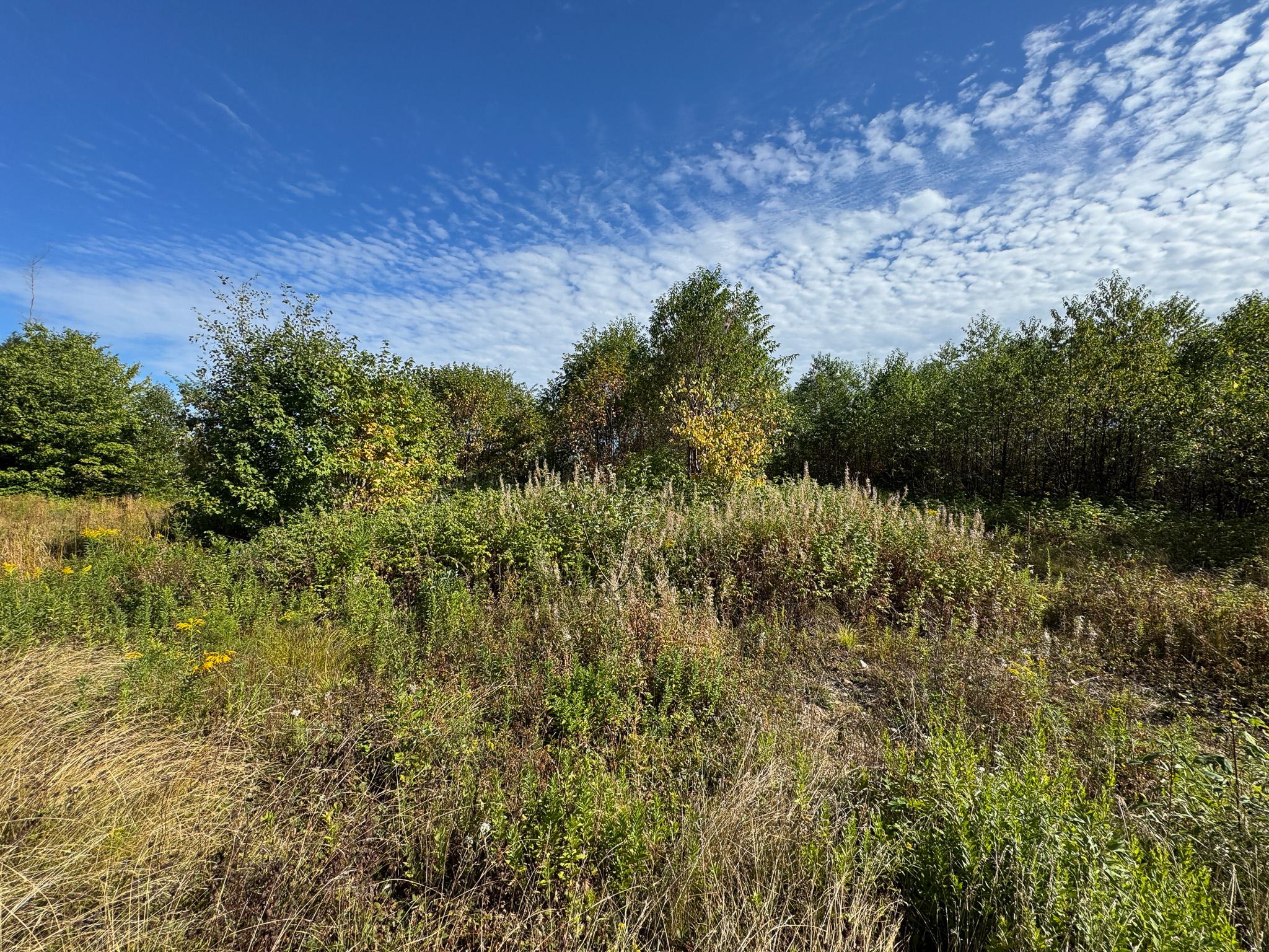 516 Acres Bordering State Wildlife Management Area