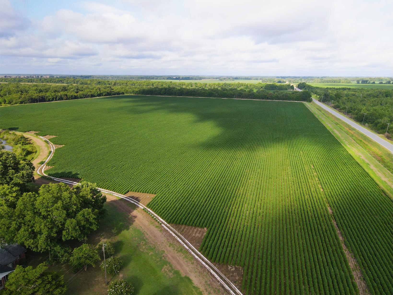 500 +/- Acres Precision Leveled and Irrigated Farmland
