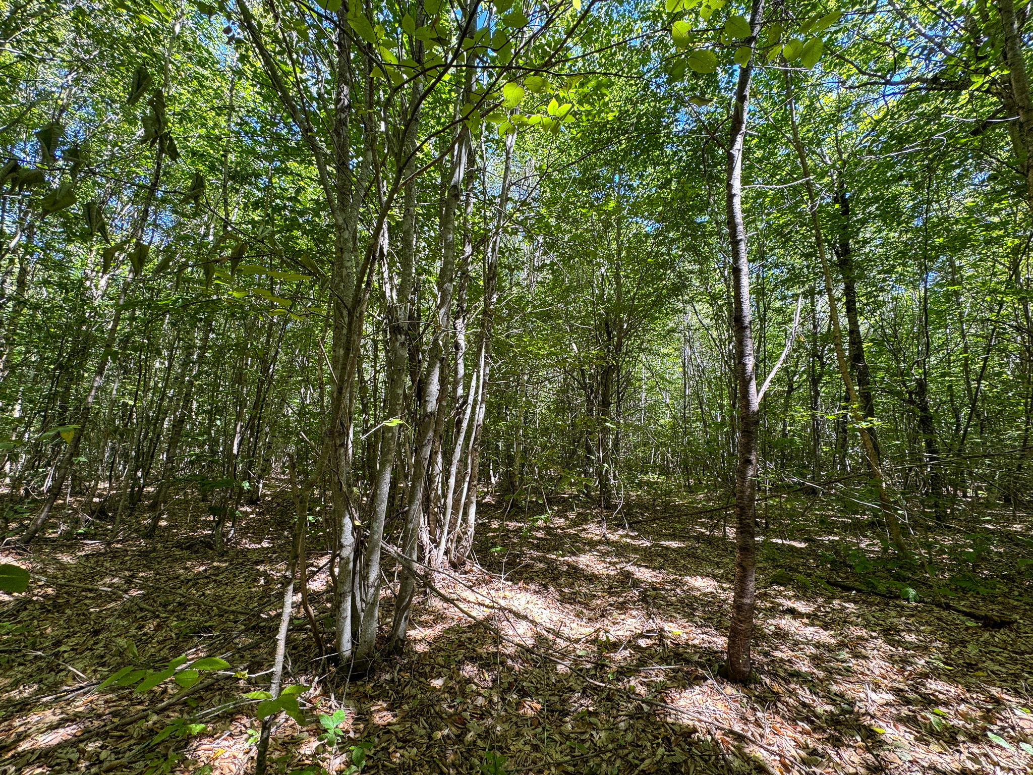 Private 25-Acre Woodlot with Trails & Recreation Access