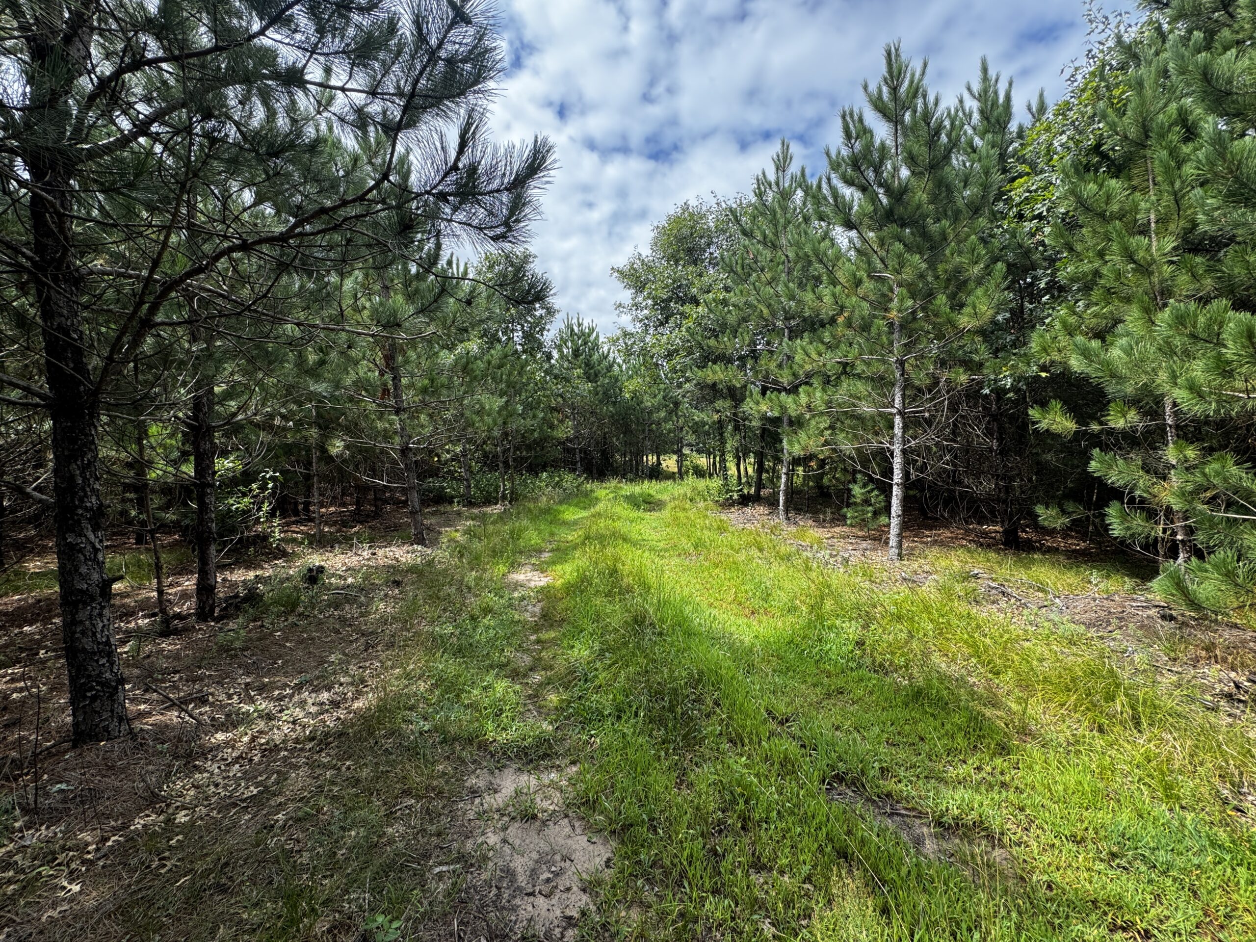 22.35+/- Wooded Acres in Adams County’s Town of Big Flats