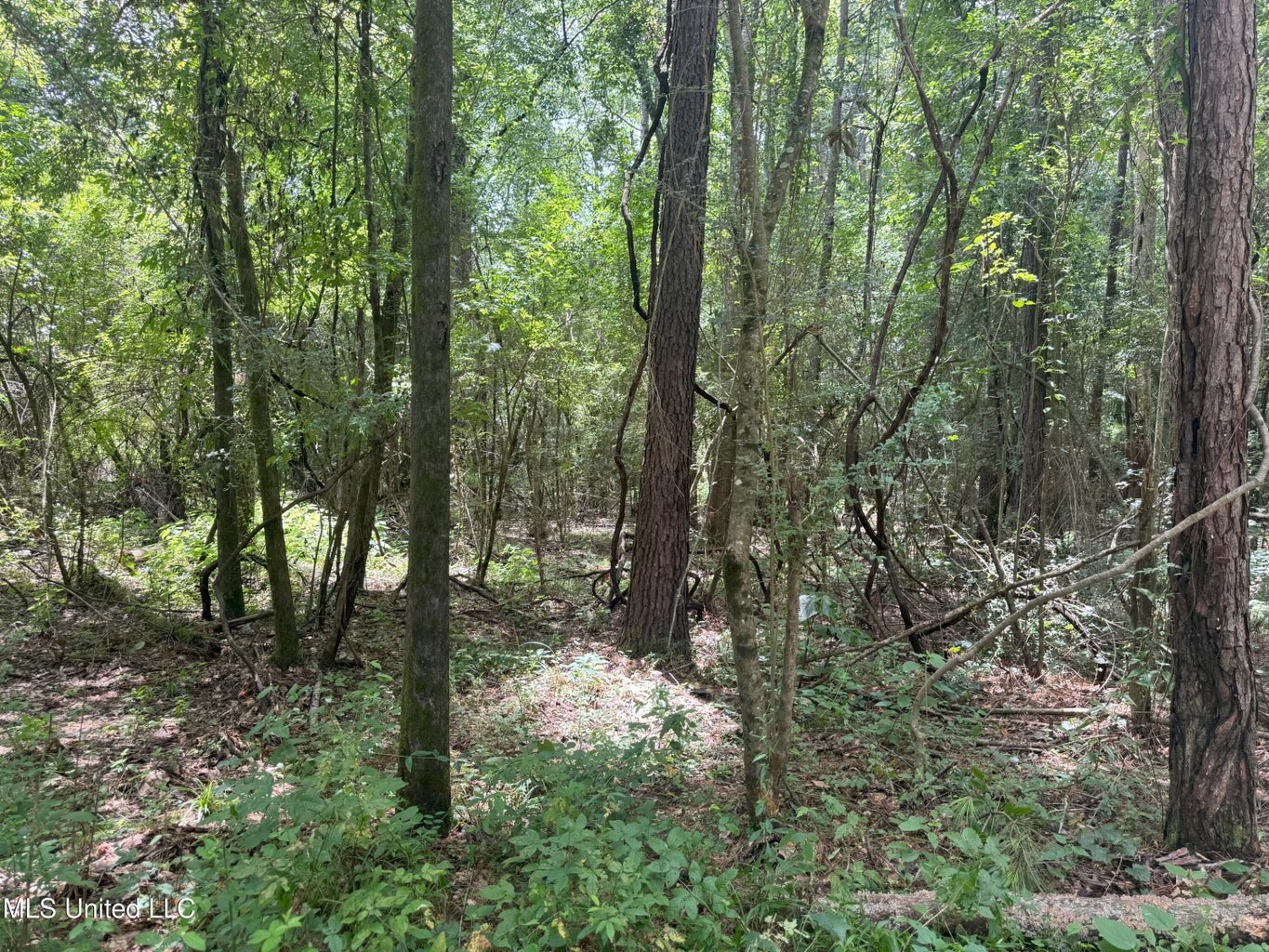 148 Acre Timberland Hunting Homesite Lincoln County, MS
