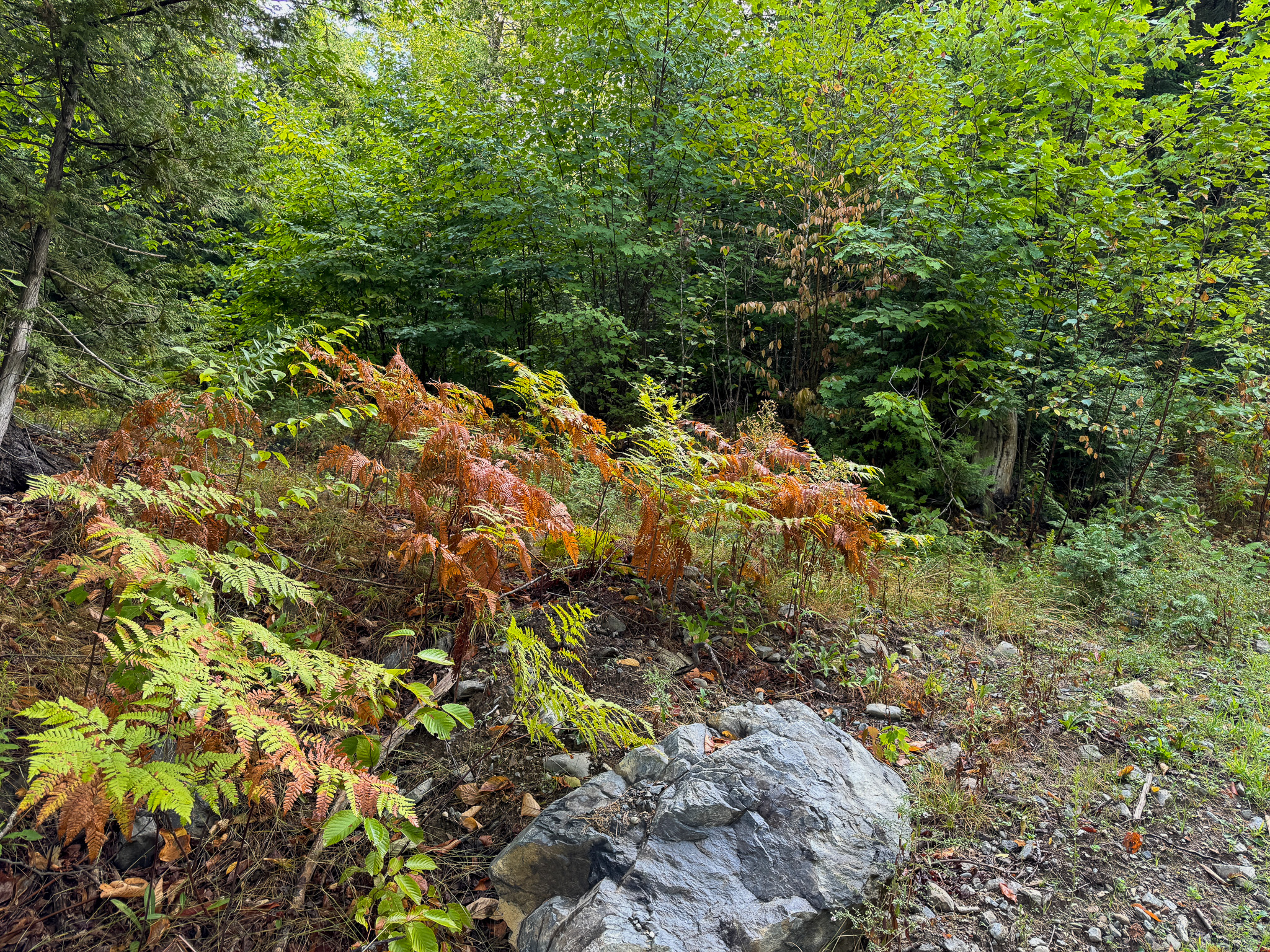20 Acres with Katahdin Views – Springfield, Maine