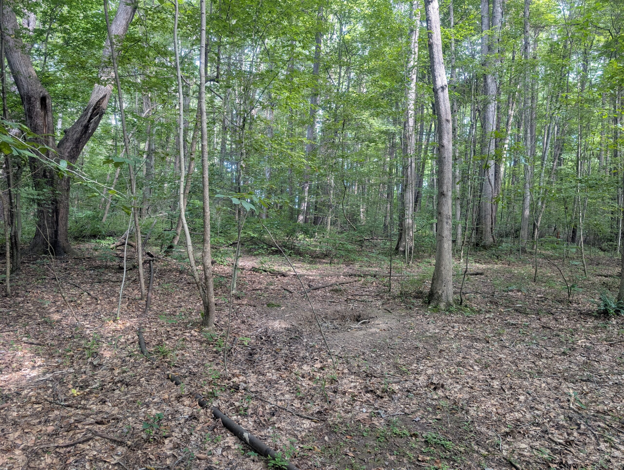 Secluded Central Ohio Hunting and Timber Land