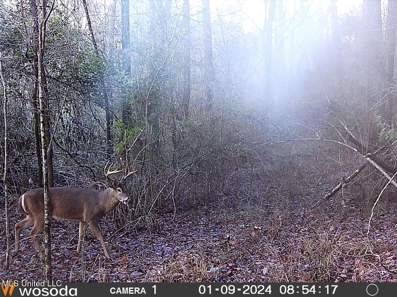 38 acres in Mississippi Near Louisiana State Line
