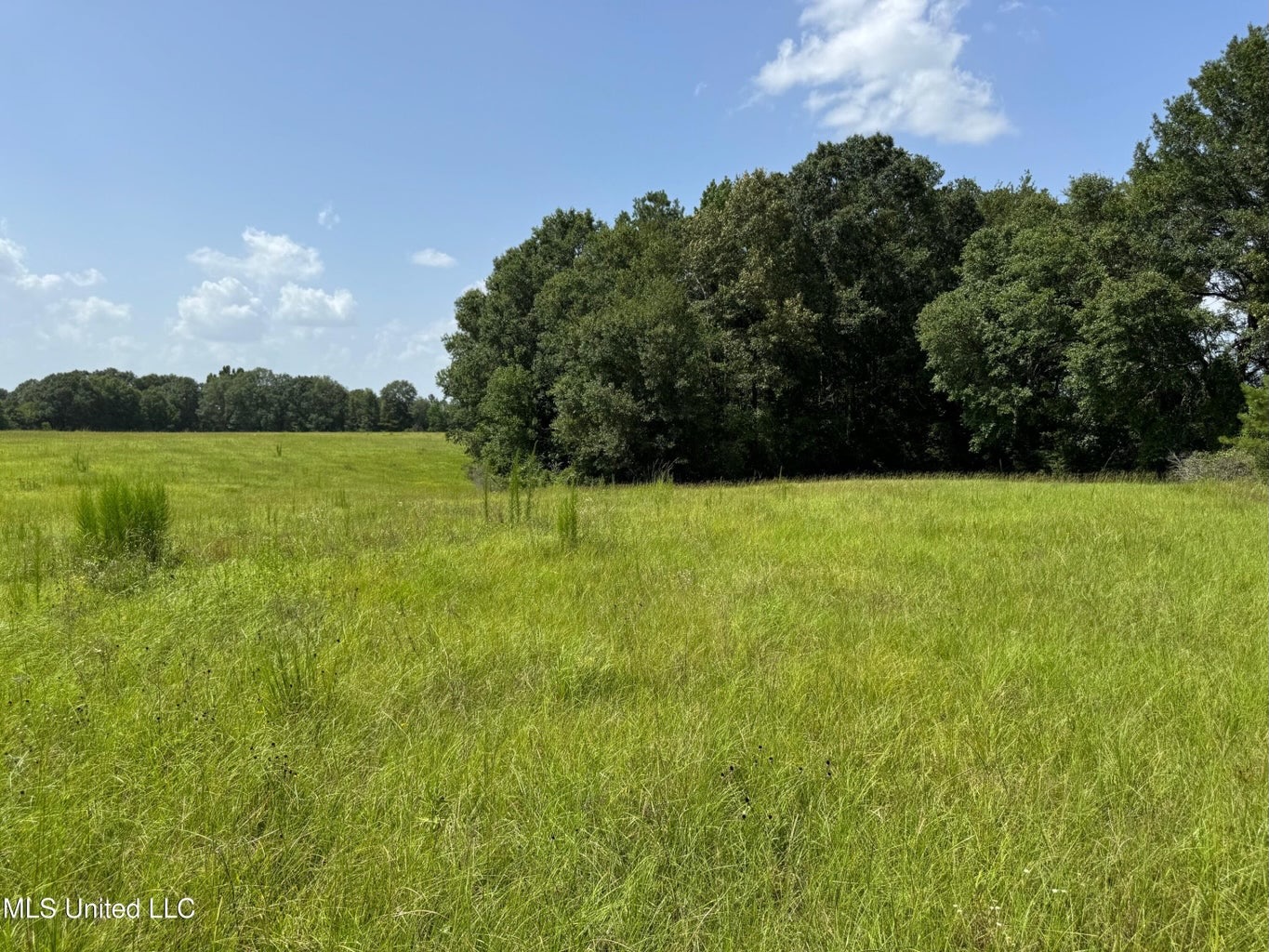 Mississippi Land for Sale Near Osyka MS & LA State Line