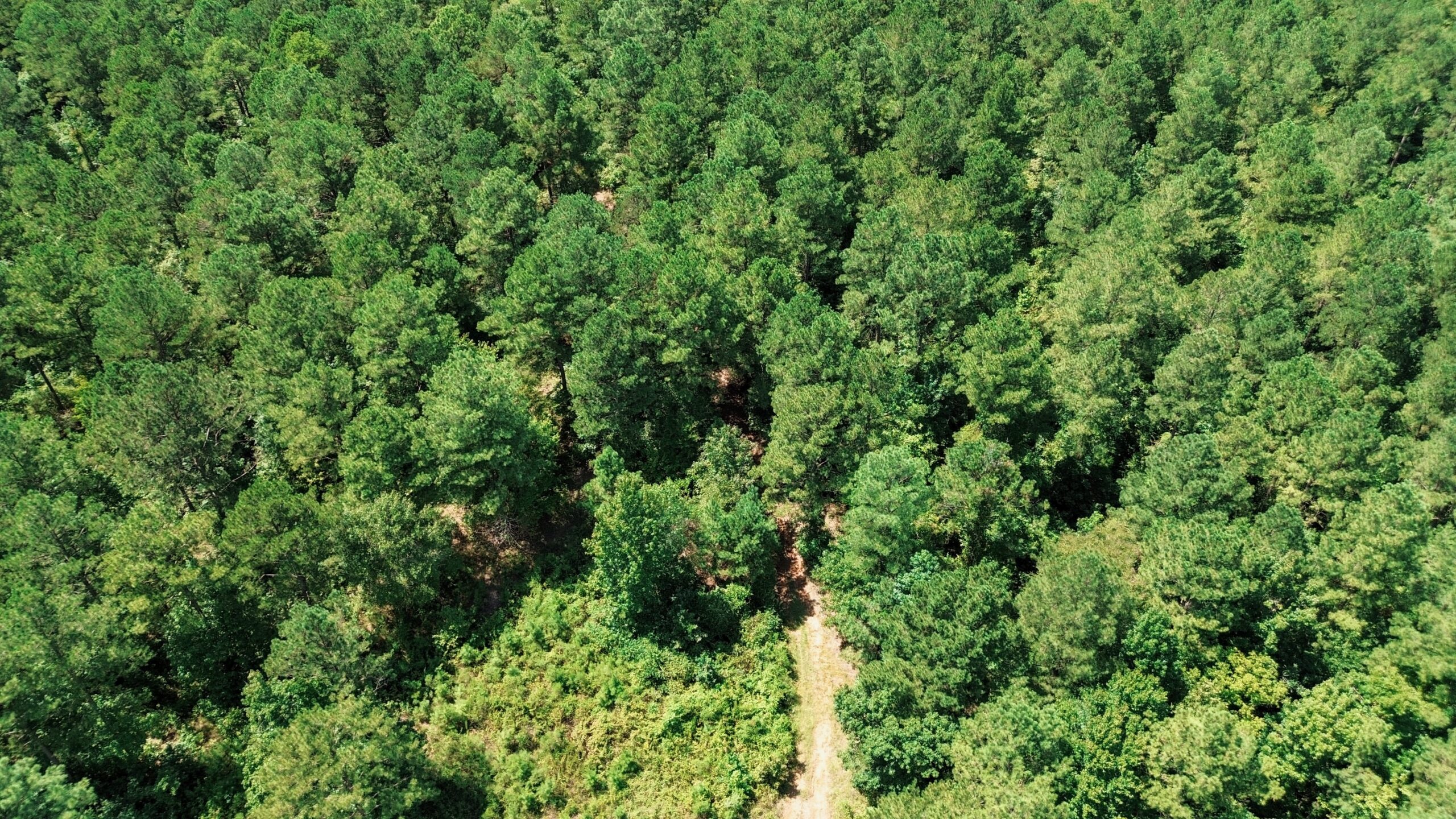 Lincoln Parish Timberland for Sale