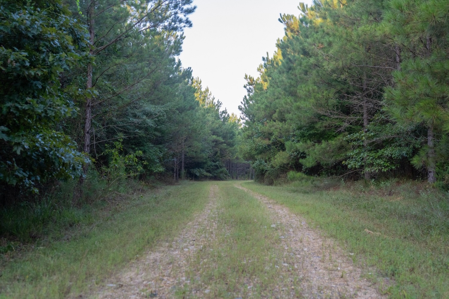 Claiborne Parish Timberland for Sale