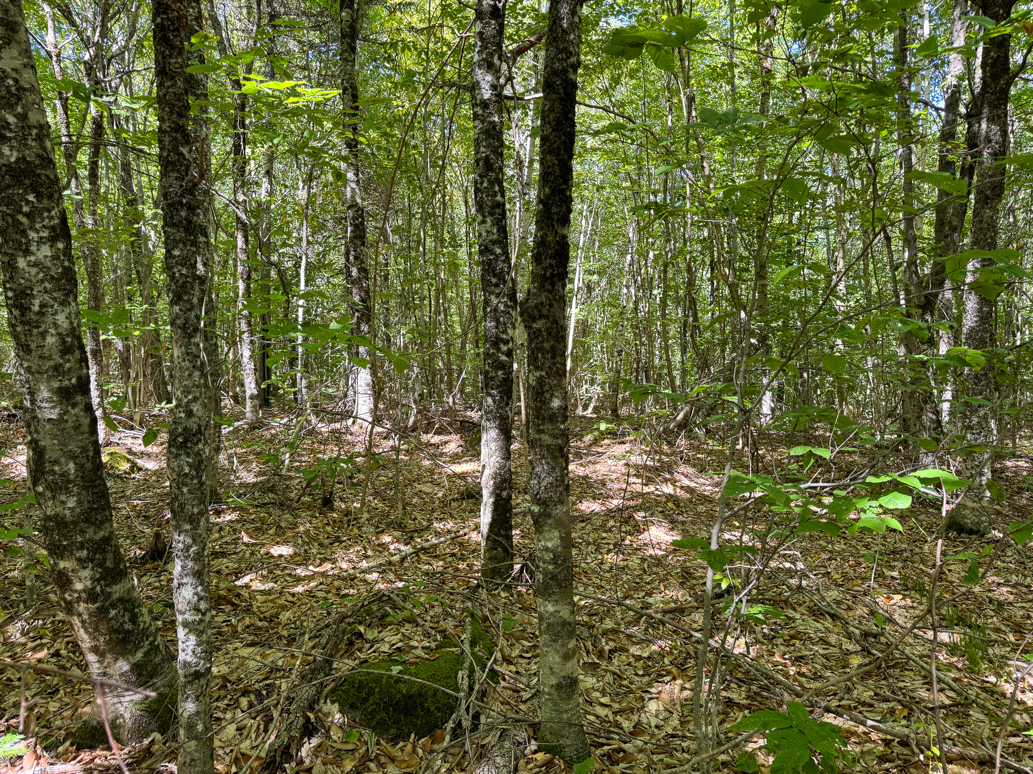 Private 25-Acre Woodlot with Trails & Recreation Access