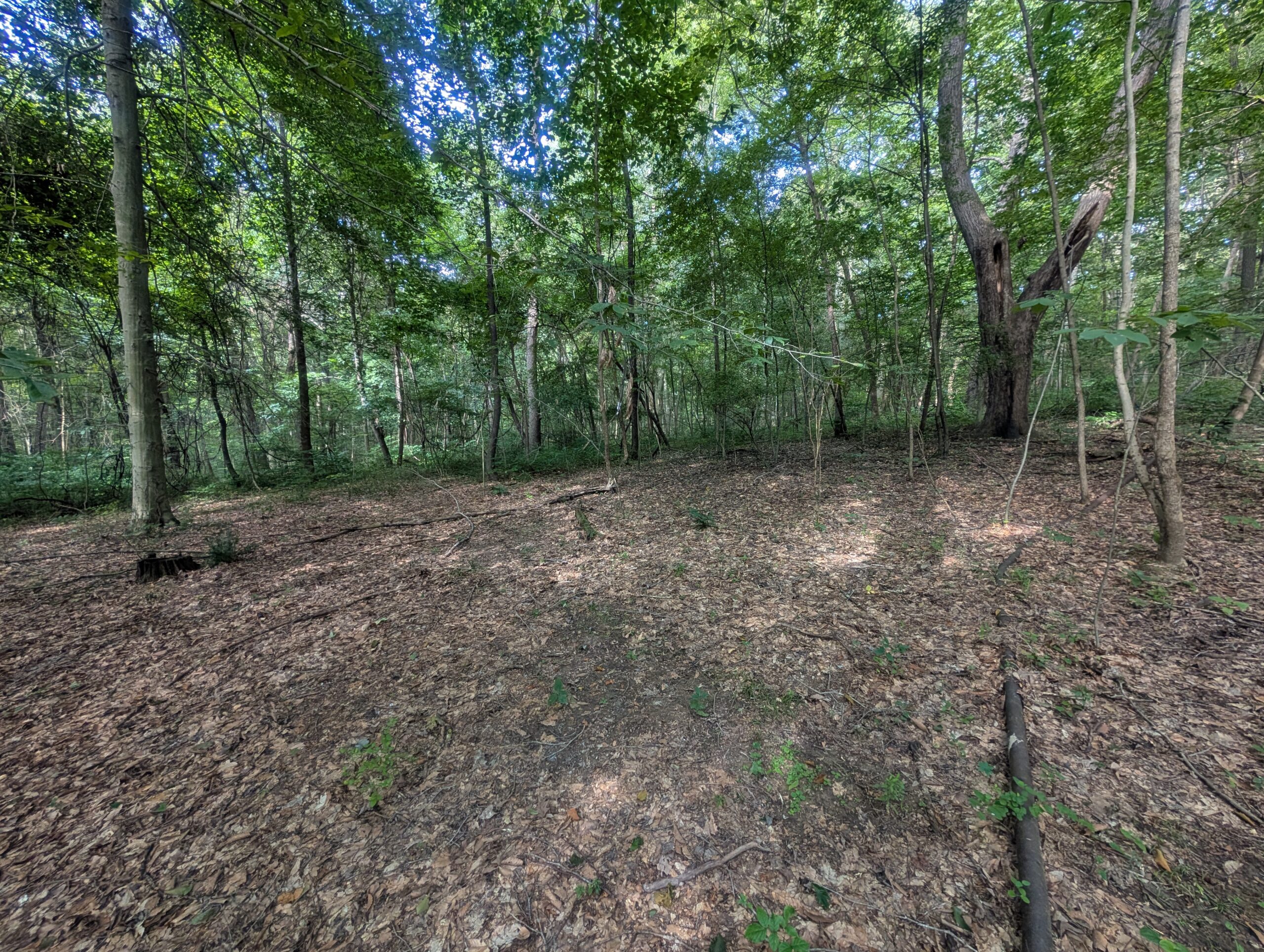 Secluded Central Ohio Hunting and Timber Land