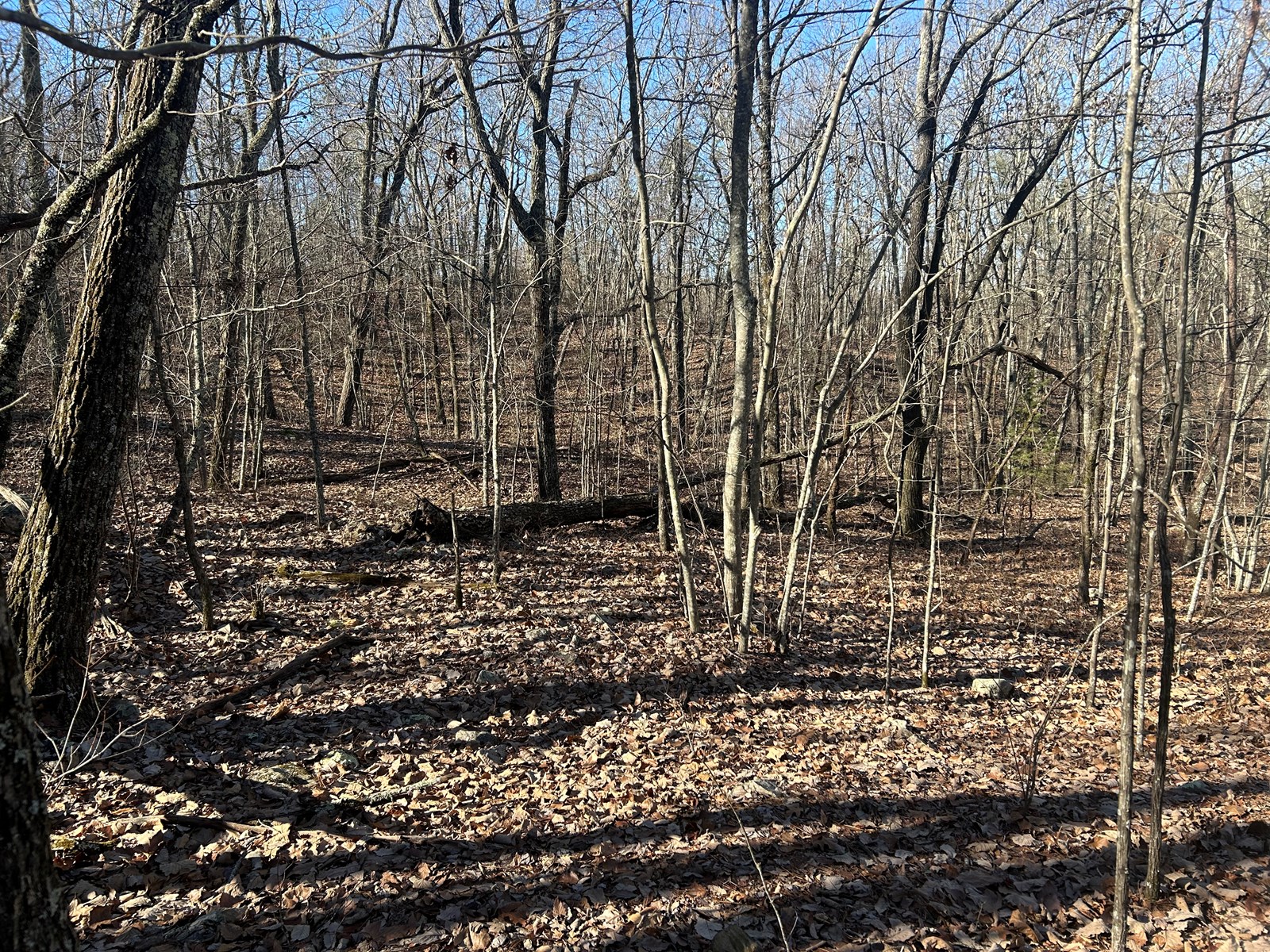 40 Acres of Harwood Timber in Talladega, Alabama