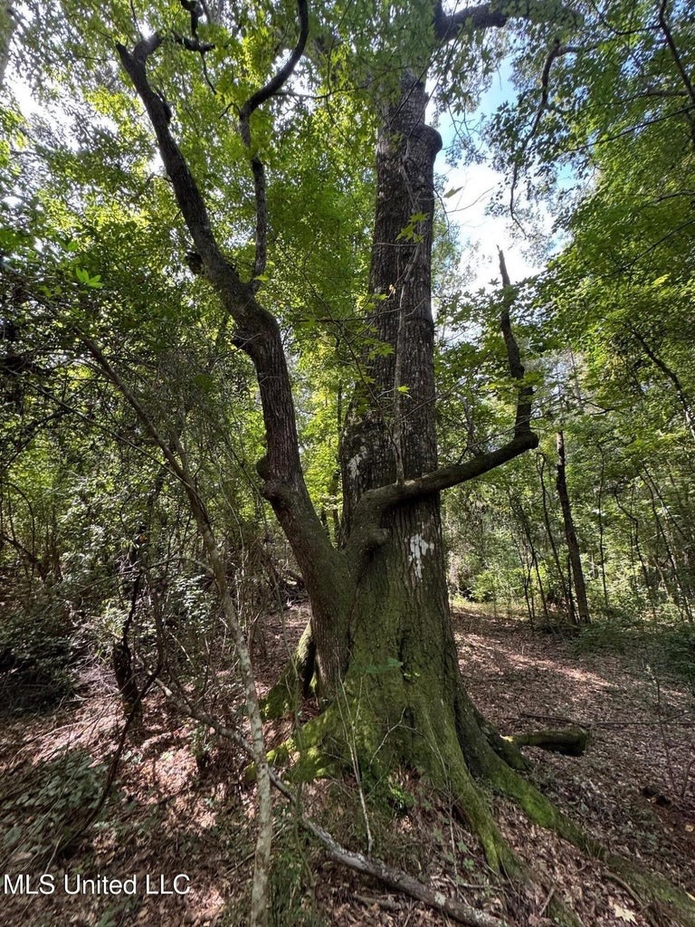 38 acres in Mississippi Near Louisiana State Line