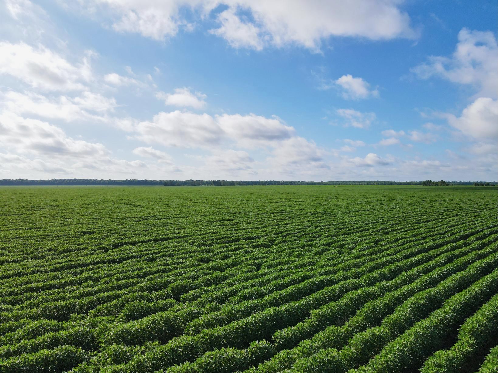 500 +/- Acres Precision Leveled and Irrigated Farmland