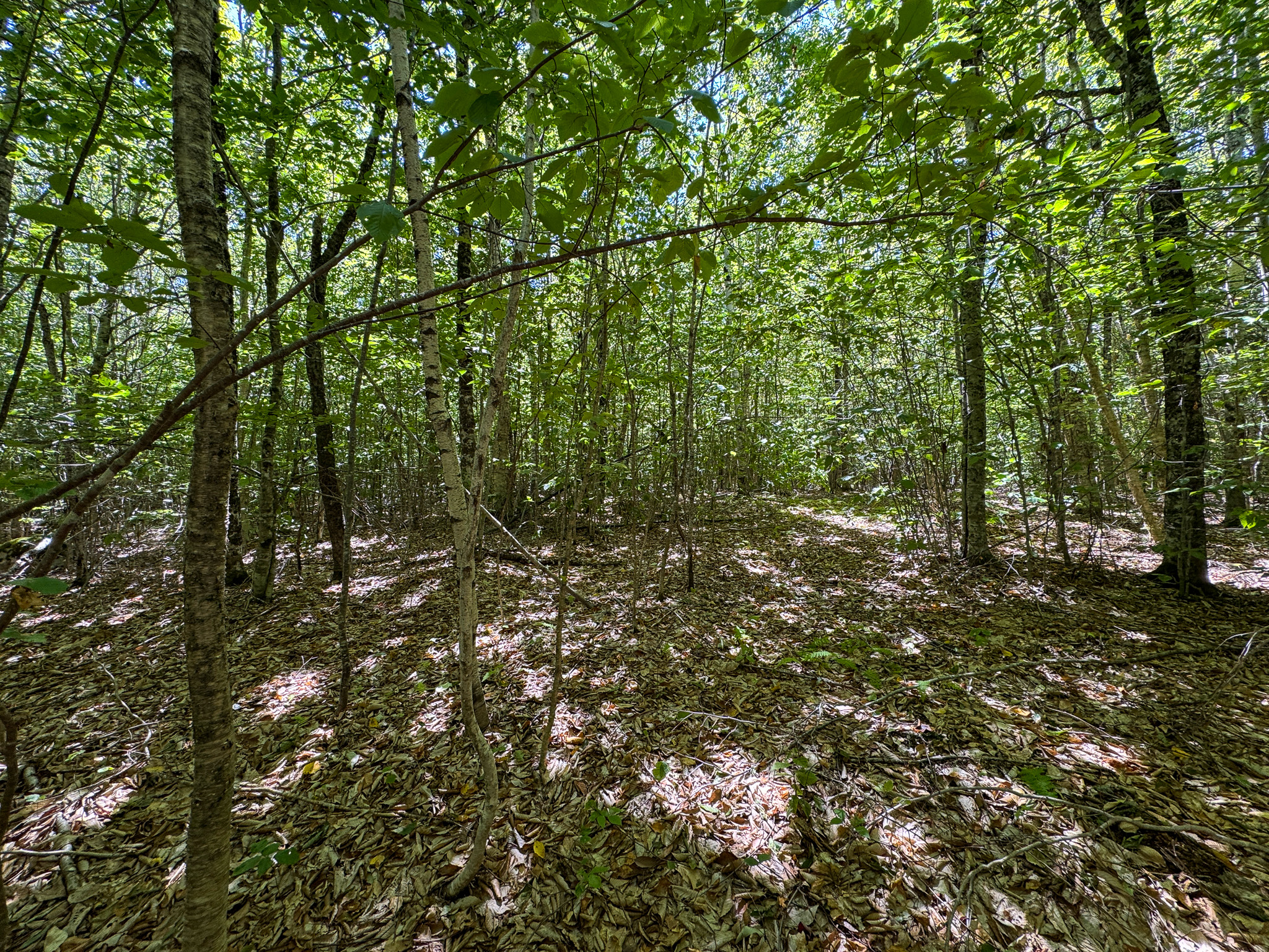 Private 25-Acre Woodlot with Trails & Recreation Access